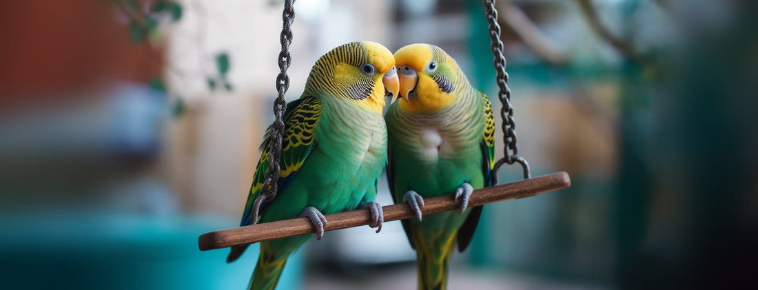 Produits pour oiseaux - HAPPY ZOO SHOP