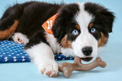 Nylabone gourmet beurre de cacahuètes