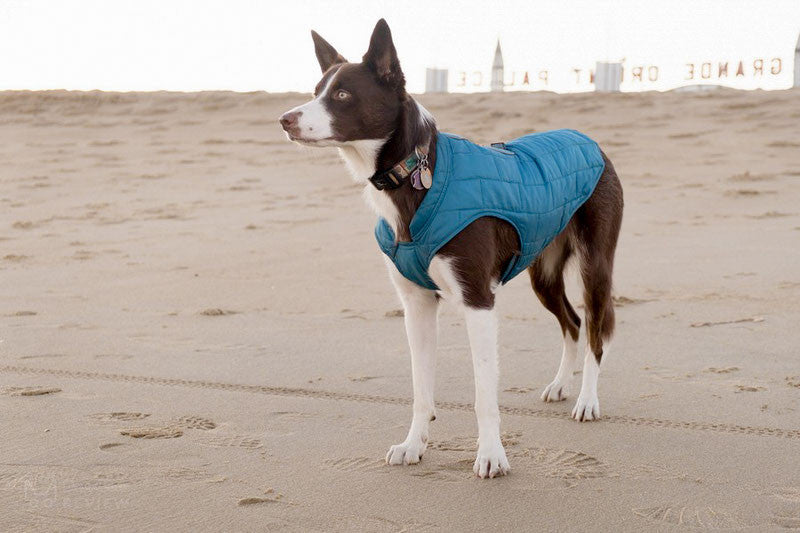 Manteau Loft Kurgo réversible - HAPPY ZOO SHOP