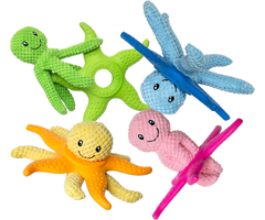 Étoile de mer kiwi Walker