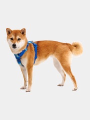 Harnais Ruffwear front range coastal mountains