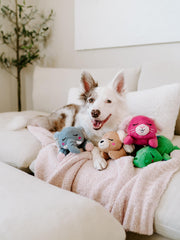 Lapin pouic silencieux