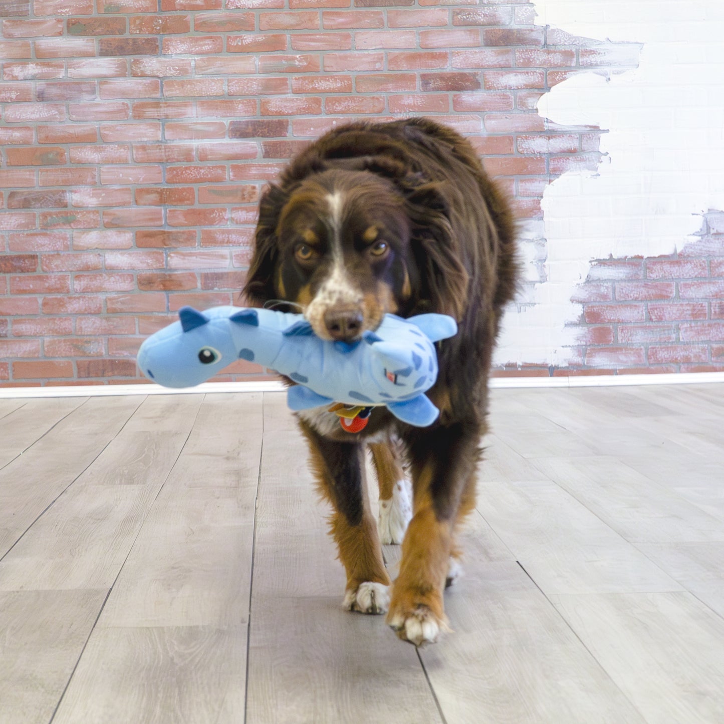 Kong Dynos bleu