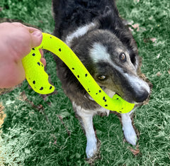 Kong reflex tug’n fetch