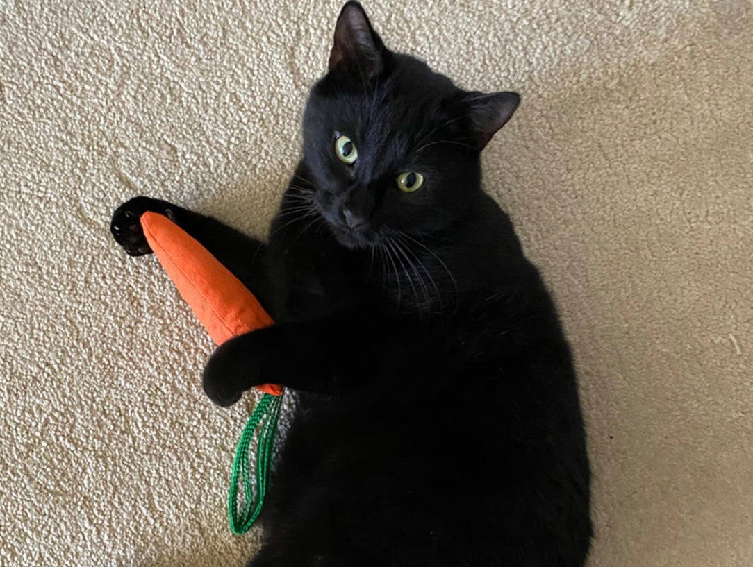 King catnip Carotte