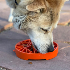 Gamelle paysage sodapup