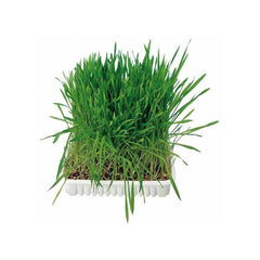 HERBE A CHAT A FAIRE POUSSER