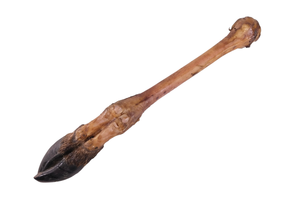 Patte de cerf avec sabot