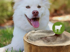 Oreille de veau avec poils