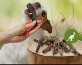 Morceaux de viande de kangourou