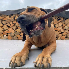 Gorge de bœuf XXL 60-80cm