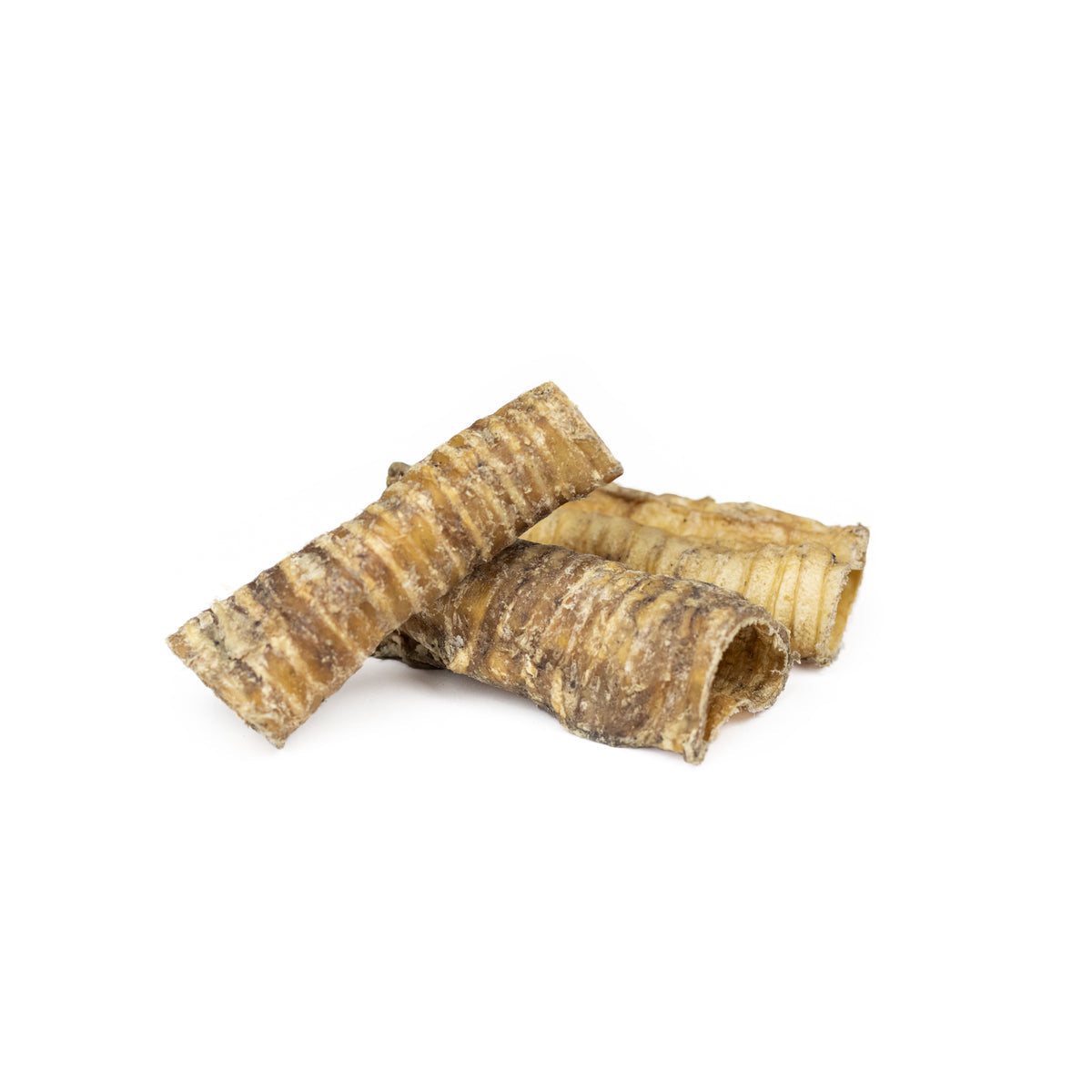 Trachée de chameau