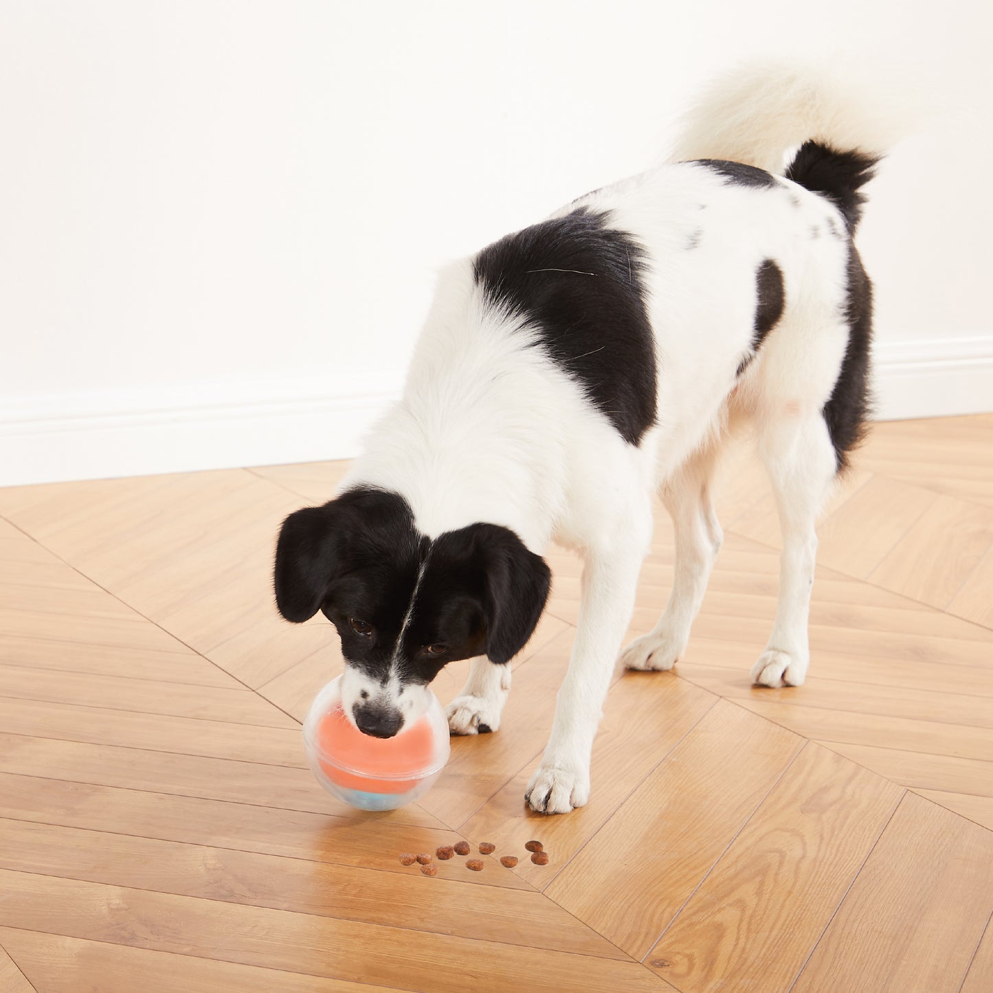 Dog rumble puzzle