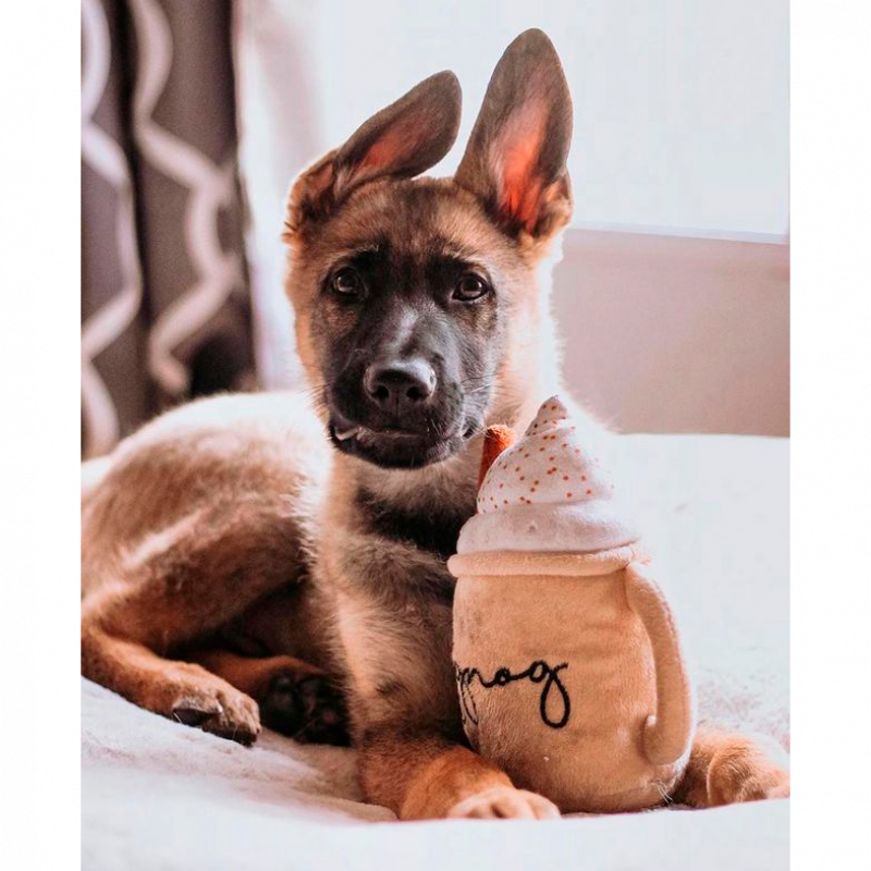 Zippy paws latte
