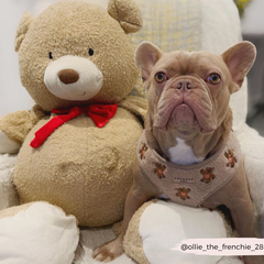 Harnais Théo Teddy Cocopup London