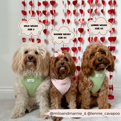 Harnais cœur rose Cocopup London