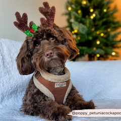 Harnais Aviator brown Cocopup London