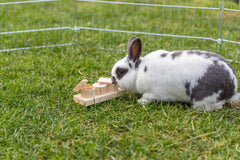 Snack cups jouet en bois