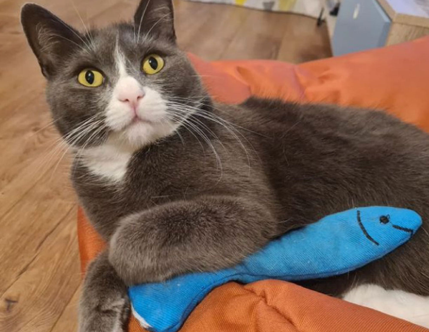King catnip Sardine