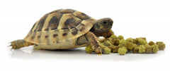 Tortue Food Fruits & Fleurs