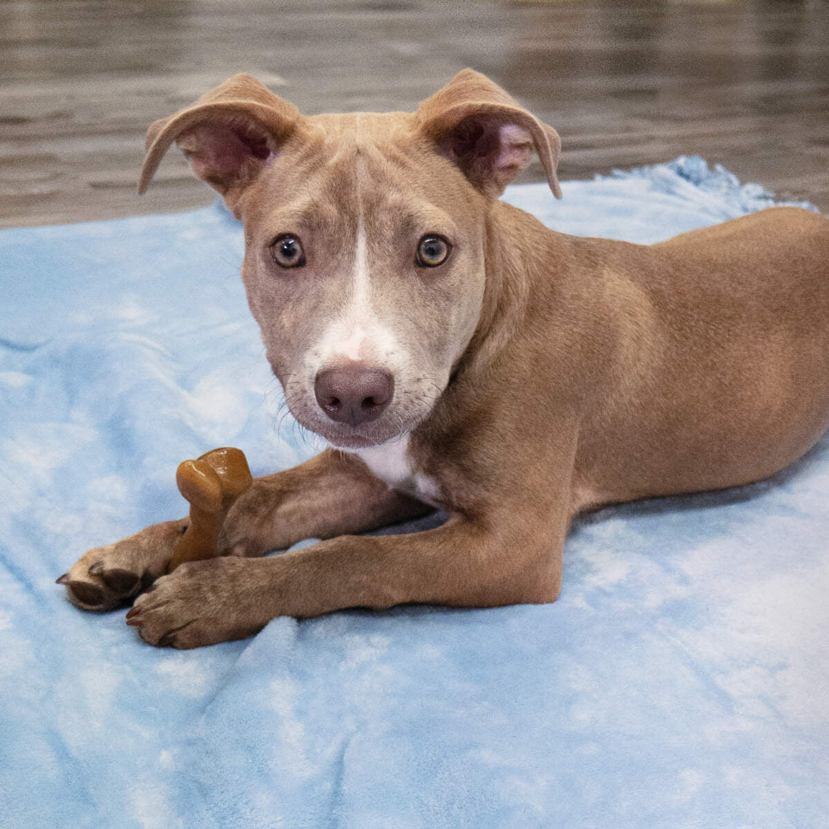 Nylabone puppy gourmet