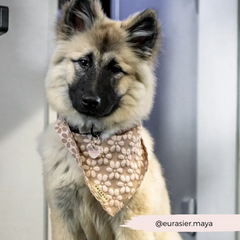 Cocopup Mocha Flower