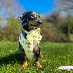 Cocopup Woodland Walkies