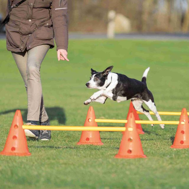 OBSTACLES AGILITY
