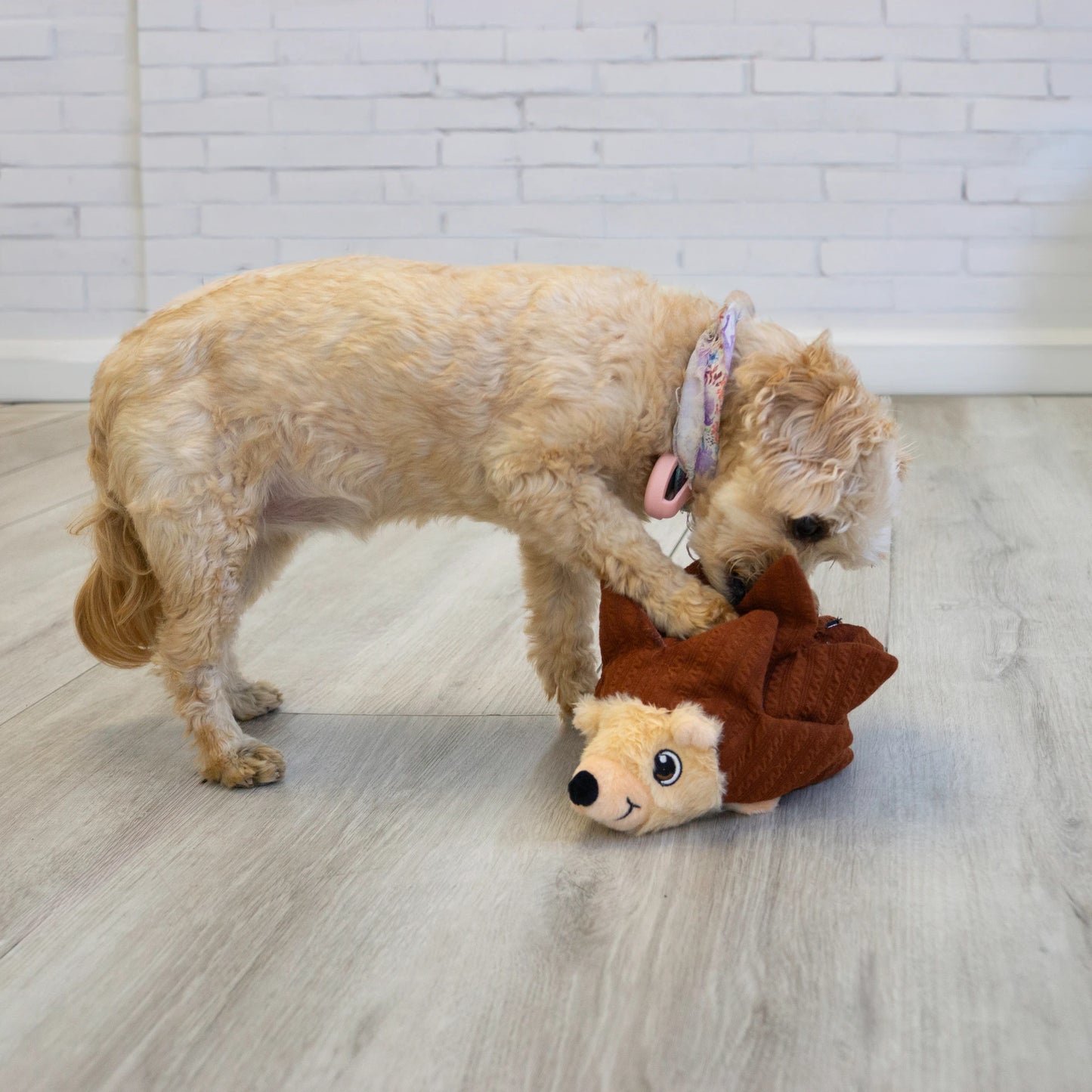 KONG Forage layerz hérisson