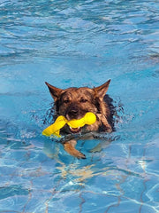 Kong wet wubba - HAPPY ZOO SHOP