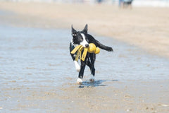 Kong wet wubba - HAPPY ZOO SHOP