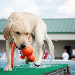 Kong wet wubba - HAPPY ZOO SHOP