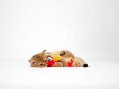 Jouet perroquet - HAPPY ZOO SHOP