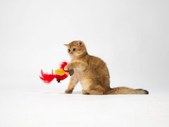 Jouet perroquet - HAPPY ZOO SHOP