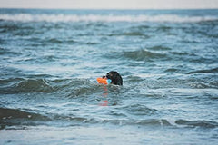 ChuckIt Amphibious Bumper - HAPPY ZOO SHOP