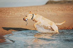 ChuckIt Amphibious Bumper - HAPPY ZOO SHOP