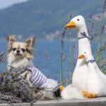 peluche oie - HAPPY ZOO SHOP