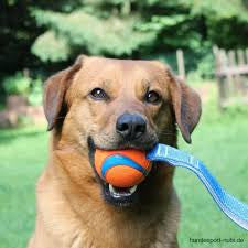 Balle avec poignée pour chien ULTRA TUG Chuckit! - HAPPY ZOO SHOP