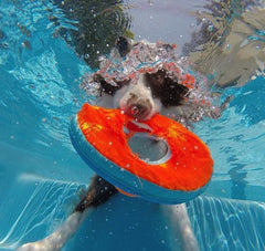 ChuckIt Frisbee Zipflight - HAPPY ZOO SHOP