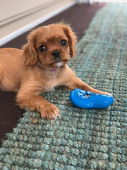 Le pingouin - HAPPY ZOO SHOP