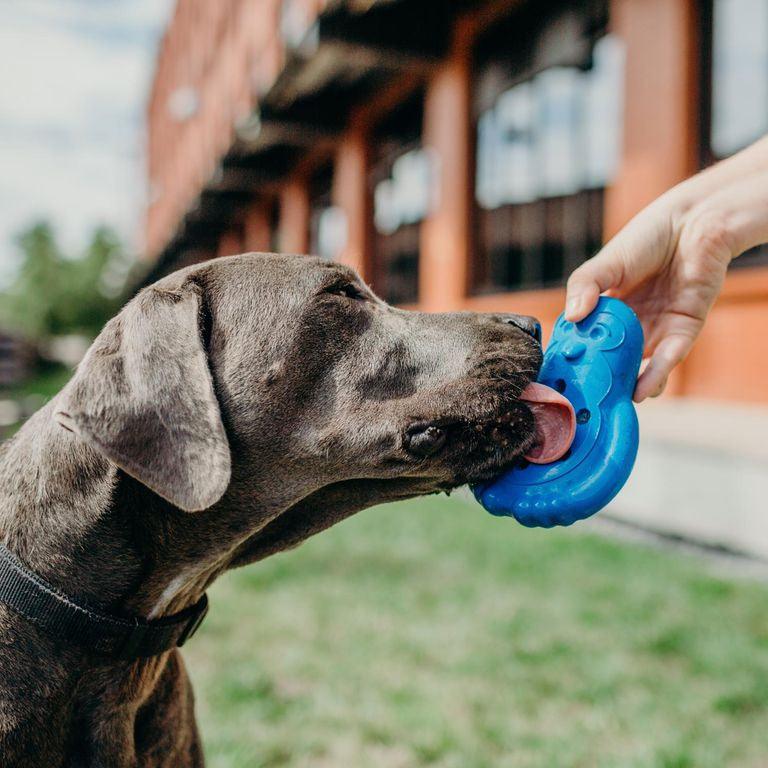 Le pingouin - HAPPY ZOO SHOP
