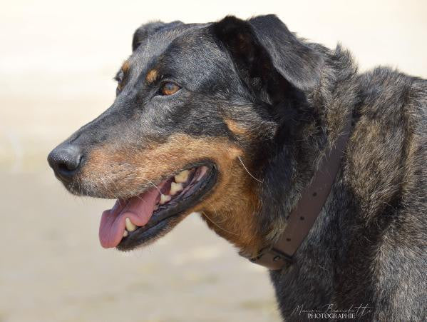 Collier Biothane 25mm - HAPPY ZOO SHOP