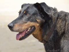 Collier Biothane 25mm - HAPPY ZOO SHOP