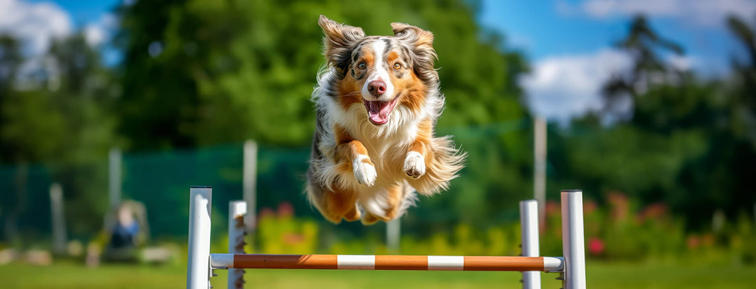 Sport canin - AGILITY - HAPPY ZOO SHOP
