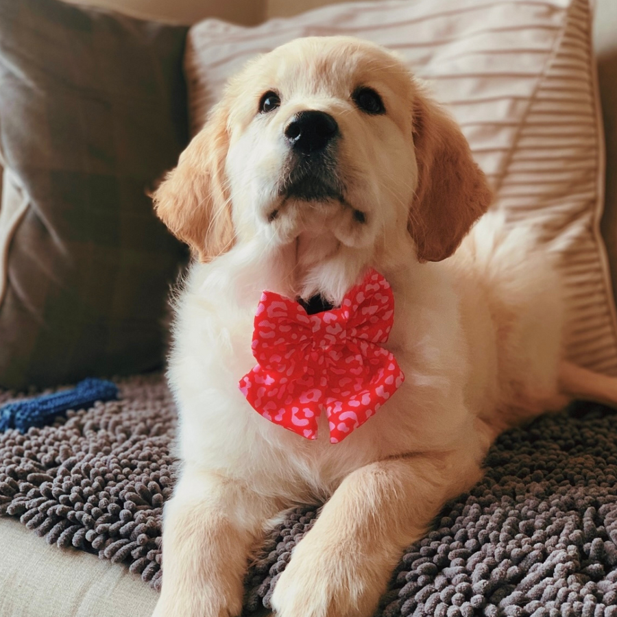 Cocopup Léopard rouge et rose