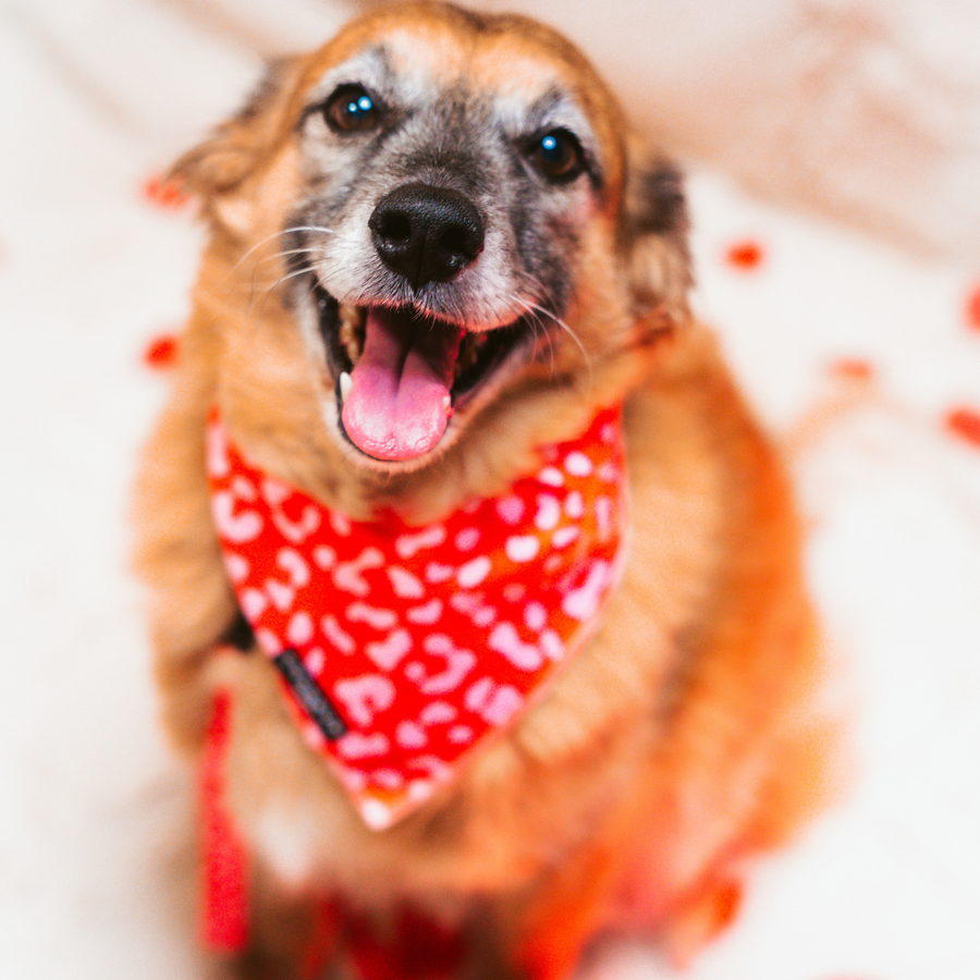 Cocopup Léopard rouge et rose