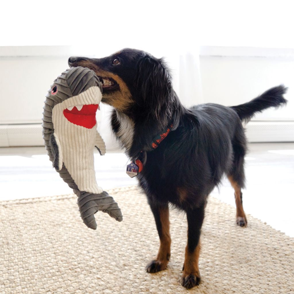 Kong cuteseas shark
