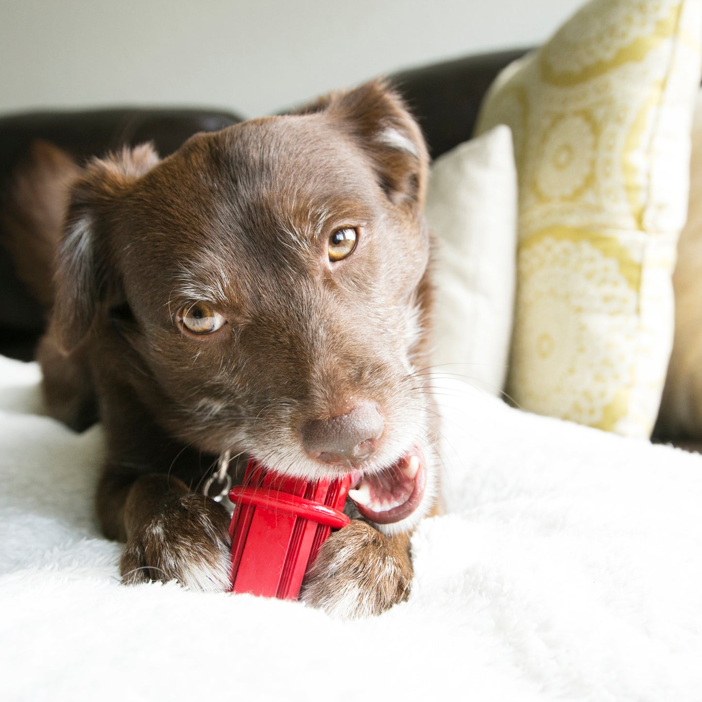 Kong dental stick Large