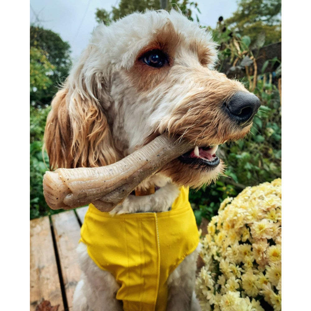 Nylabone gourmet branche beurre de cacahuète