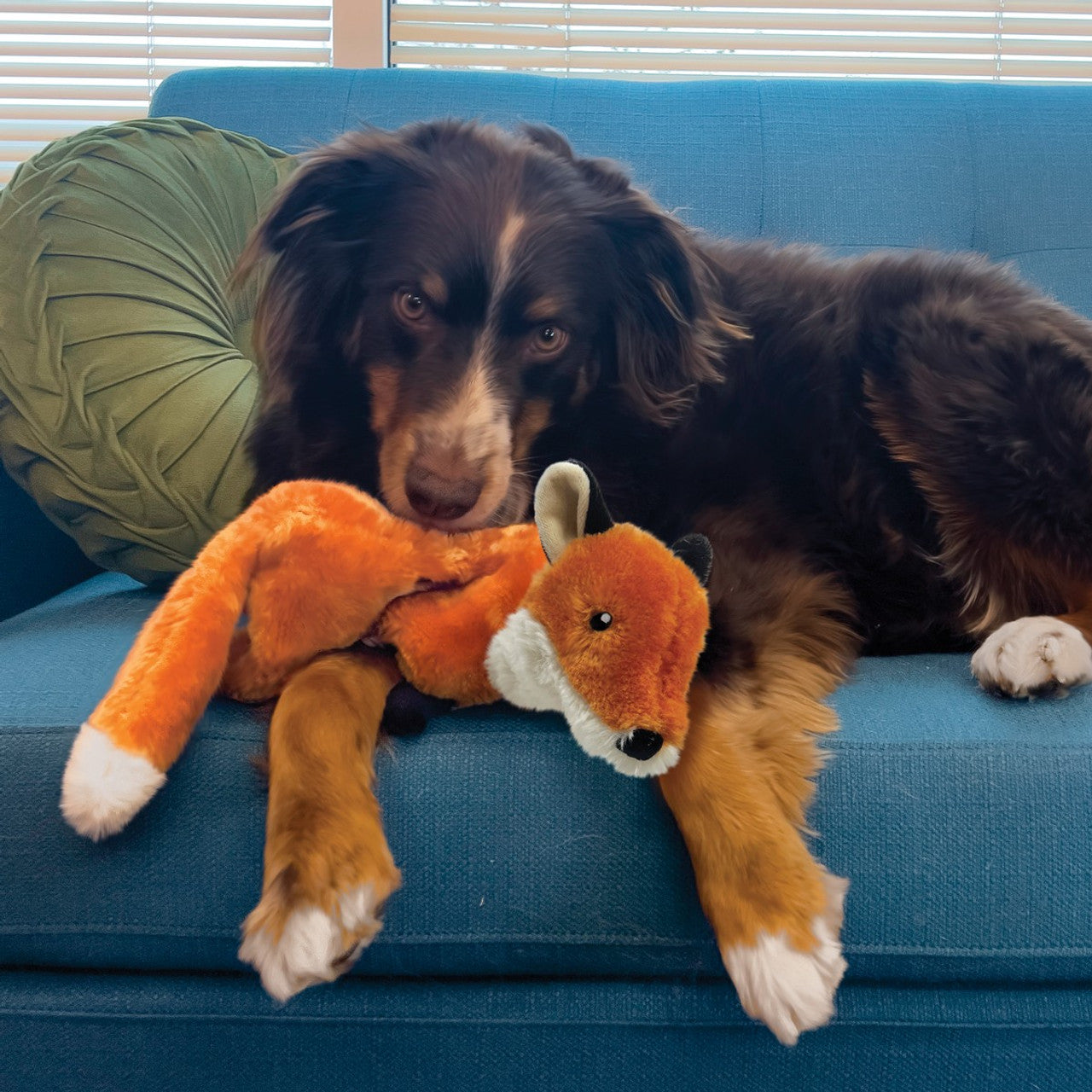Kong wild renard